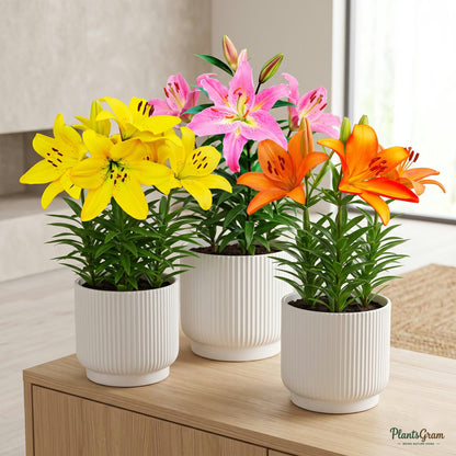 Mixed-colour Asiatic Lily plants in bloom, potted