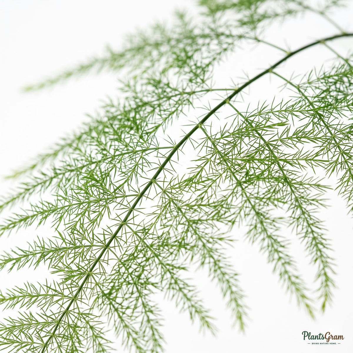 Close-up of feathery Asparagus Plumosus fronds