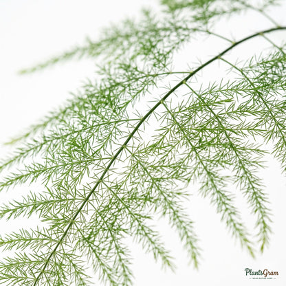 Close-up of feathery Asparagus Plumosus fronds