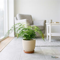 Asparagus Plumosus plant in a beige planter