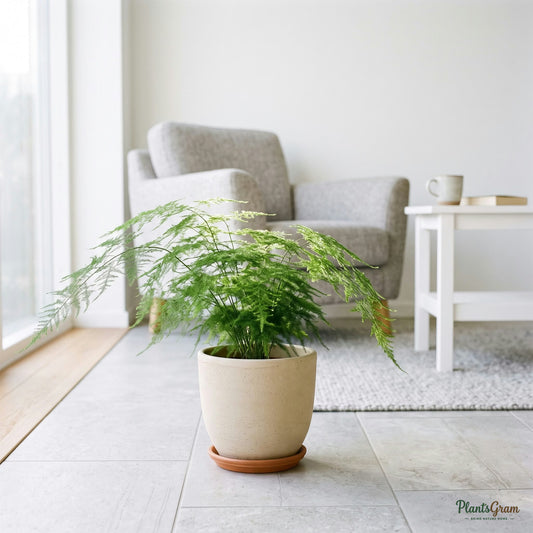Asparagus Plumosus plant in a beige planter