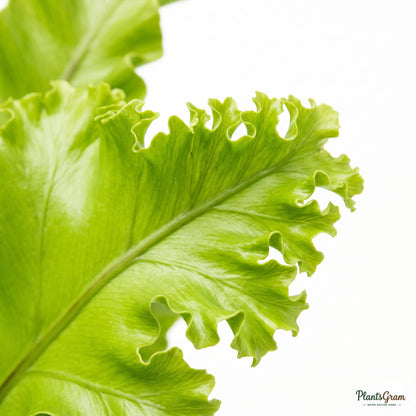 Close-up of an Asplenium Victoria frond showing its wavy margin