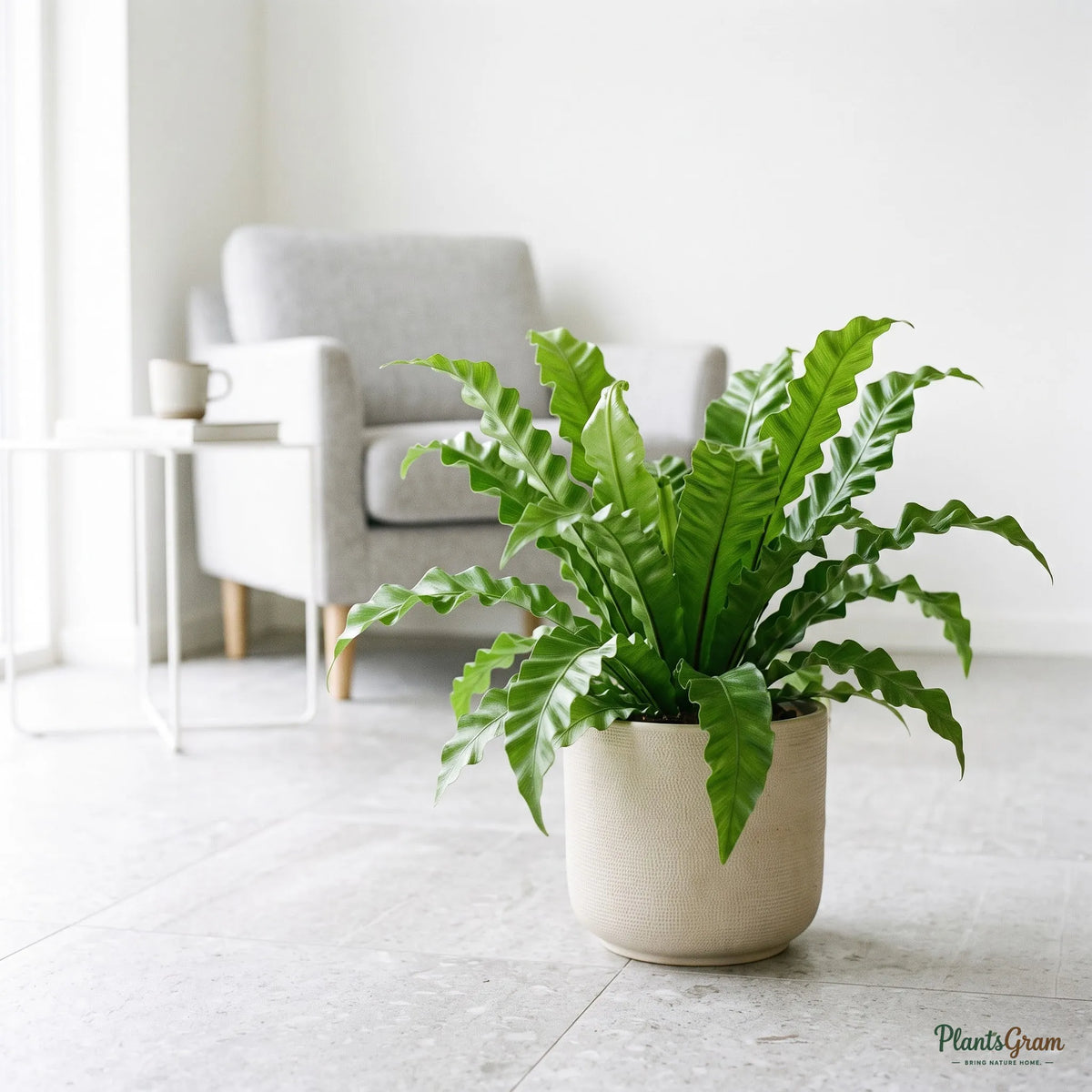 Asplenium Victoria (Bird's Nest Fern) plant in a planter