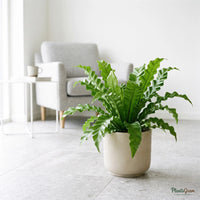 Asplenium Victoria (Bird's Nest Fern) plant in a planter