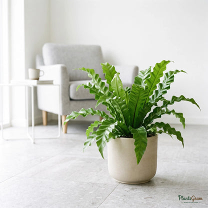 Asplenium Victoria (Bird's Nest Fern) plant in a planter