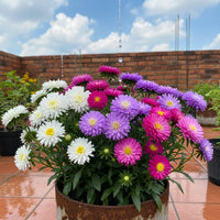 Aster Double Mix Flower Seeds