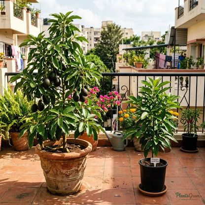 Avocado (Grafted)