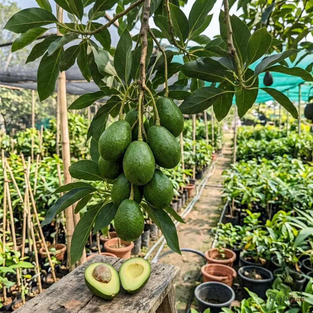 Avocado (Grafted)