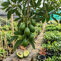 Avocado (Grafted)