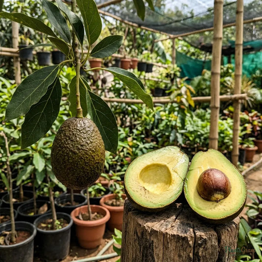 Avocado (Grafted)