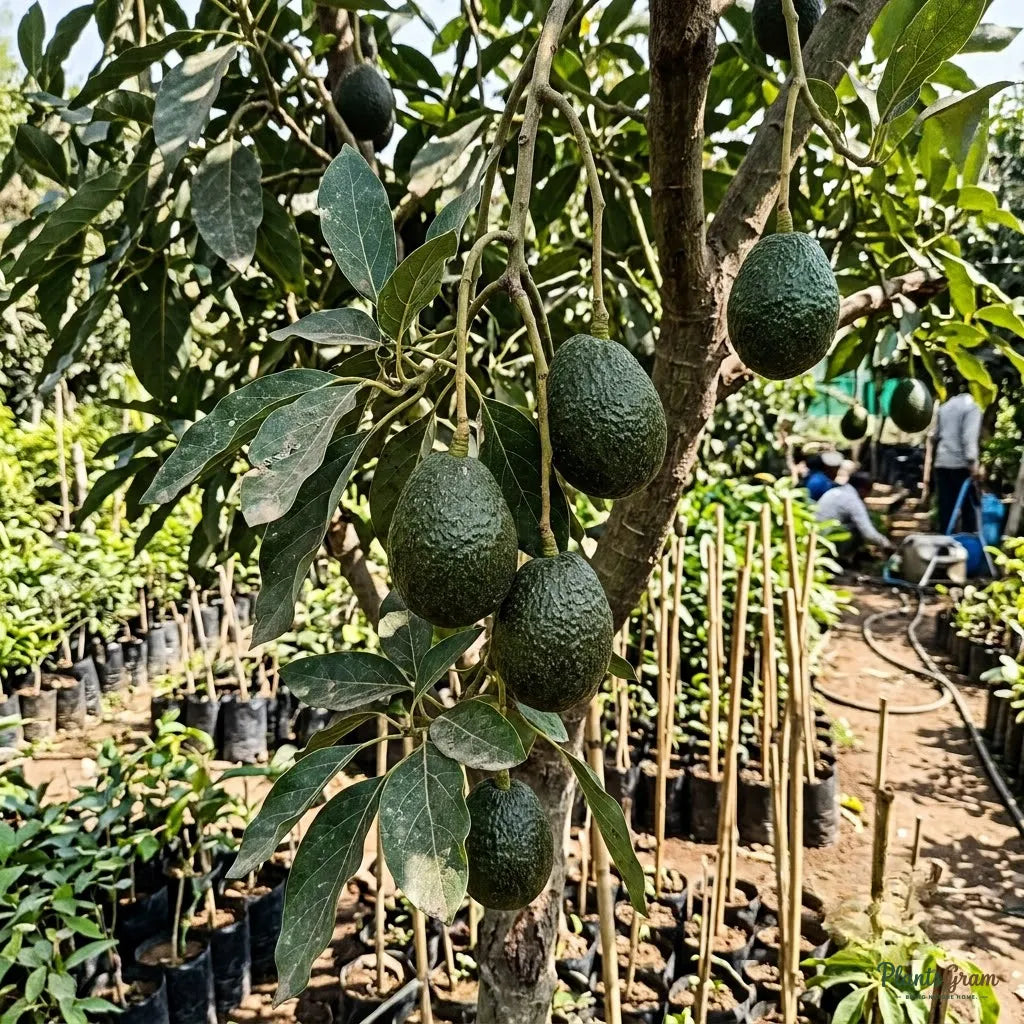 Avocado (Grafted)