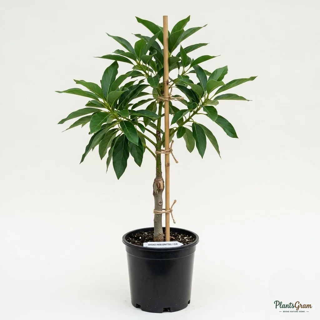 Avocado Hass (Grafted) - Fruit Plant