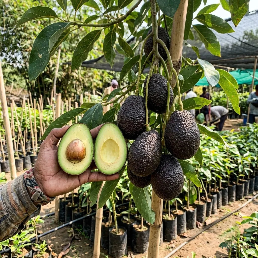 Avocado Hass (Grafted) - Fruit Plant