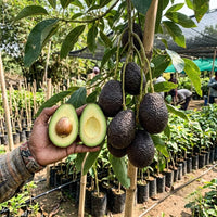 Avocado Hass (Grafted) - Fruit Plant