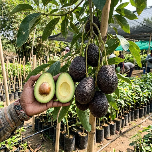 Avocado Hass (Grafted) - Fruit Plant