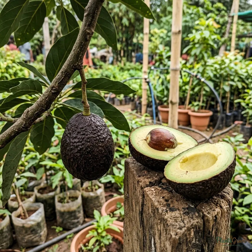 Avocado Hass (Grafted) - Fruit Plant