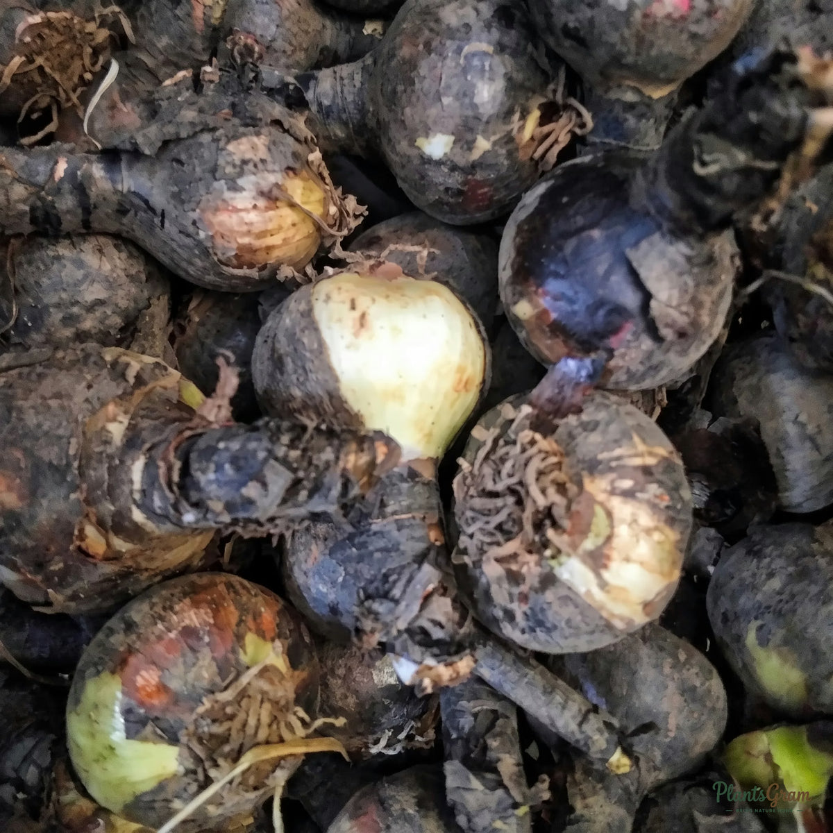 Aztec Lily bulbs, pile before planting