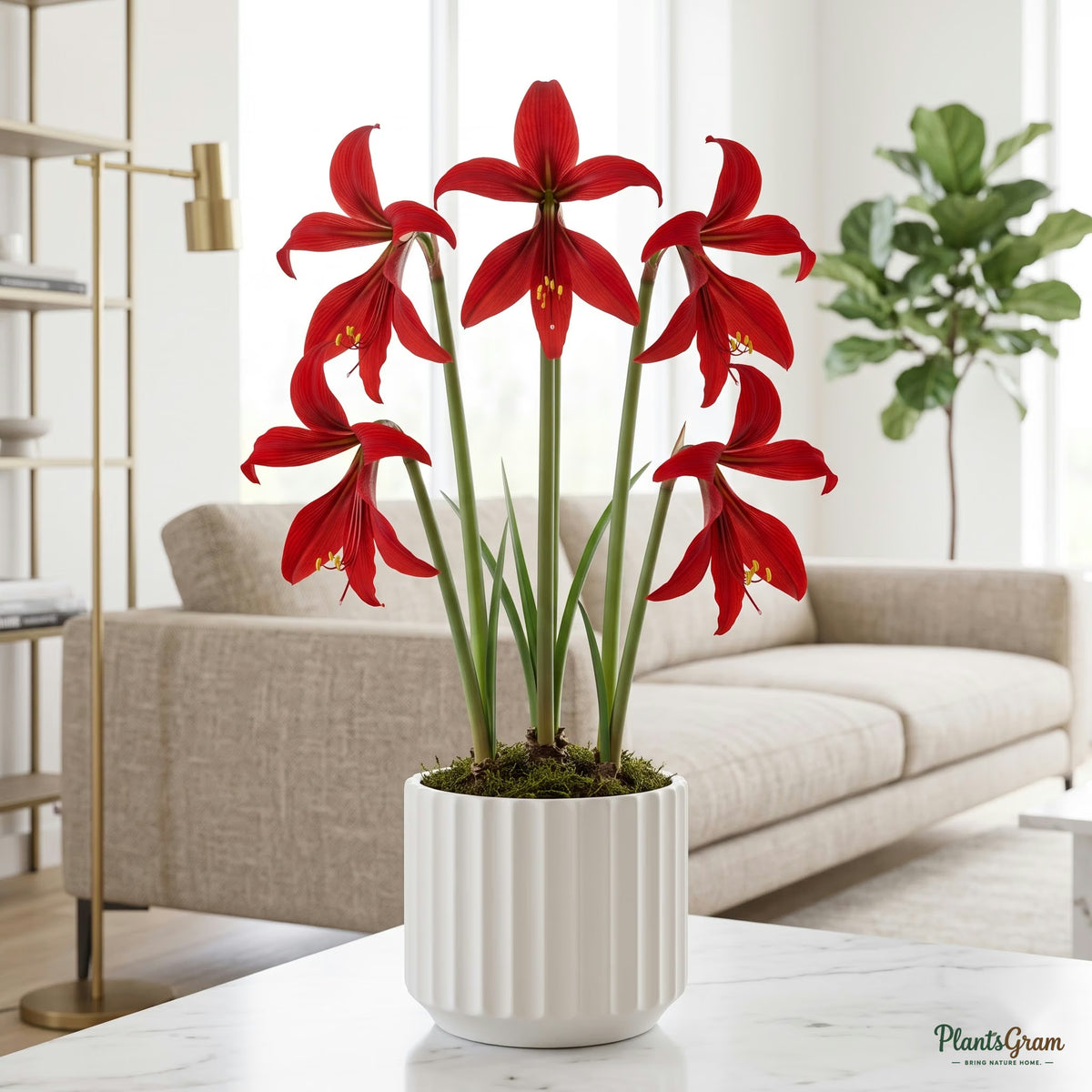 Aztec Lily (Sprekelia) red flower plant in a ceramic planter
