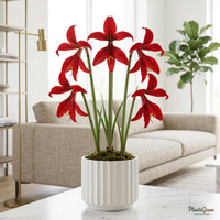 Aztec Lily (Sprekelia) red flower plant in a ceramic planter