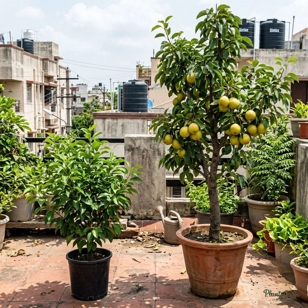 Pear - Babugosha (Indian Pear)