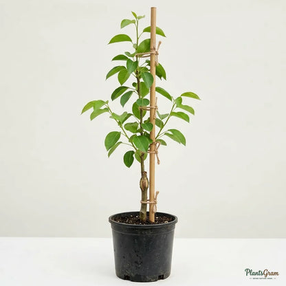 Pear - Babugosha (Indian Pear)