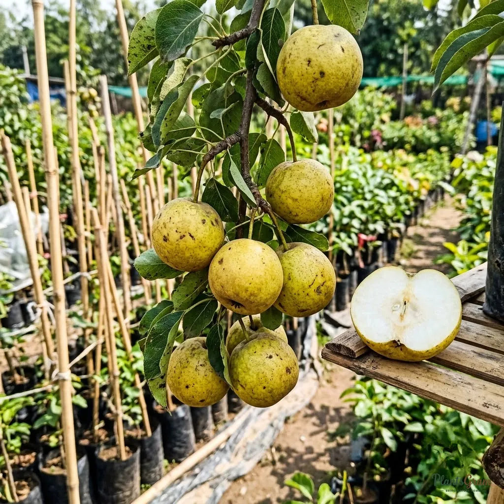 Pear - Babugosha (Indian Pear)