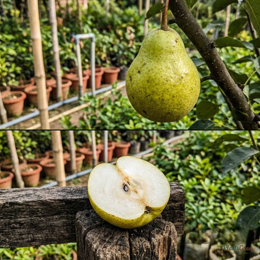 Pear - Babugosha (Indian Pear)