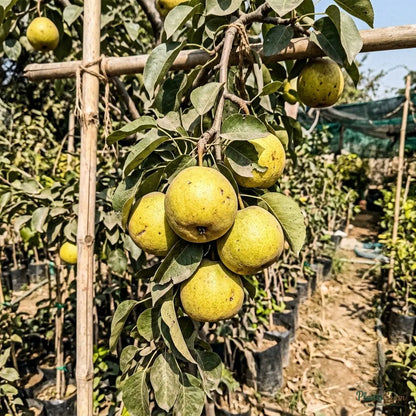 Pear - Babugosha (Indian Pear)