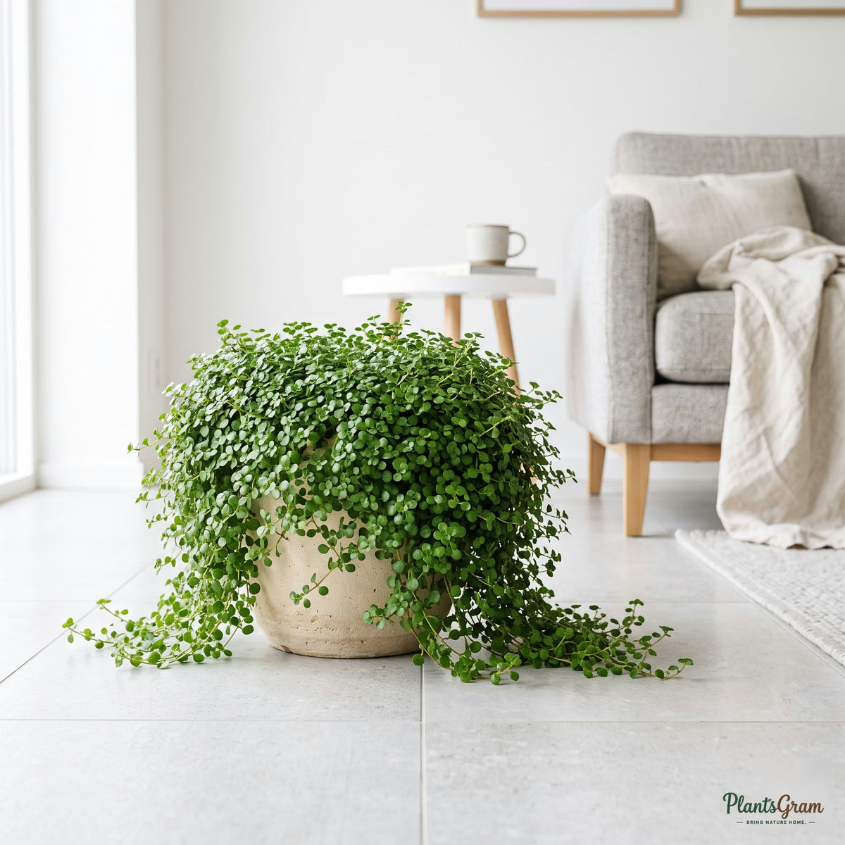 Baby Tears plant cascading over a cream ceramic planter