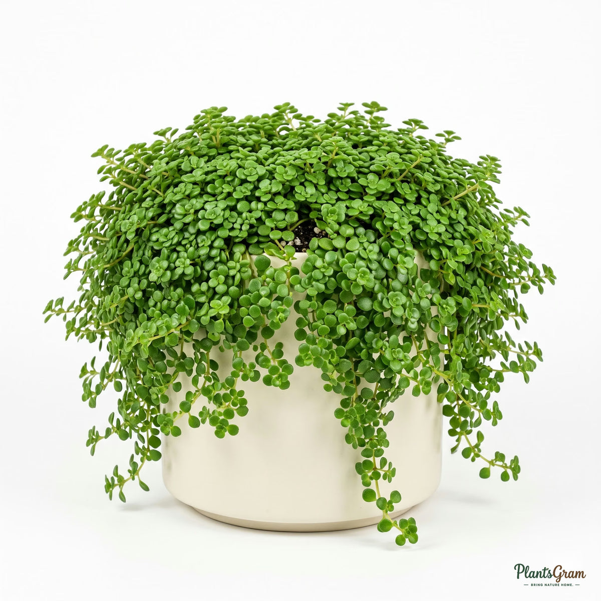 Potted Baby Tears plant