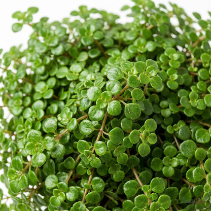 Close-up of tiny round Baby Tears leaves