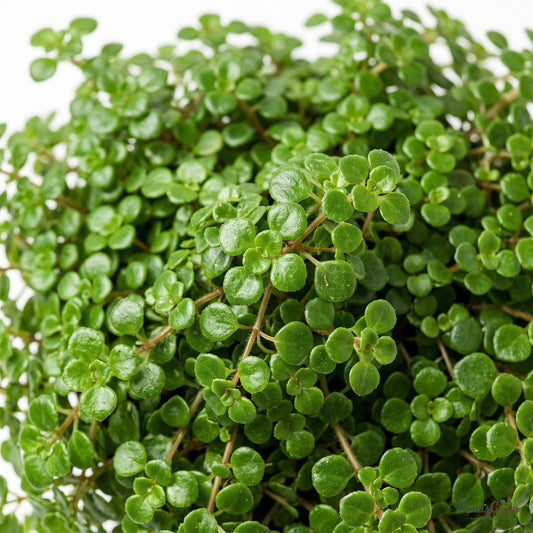 Close-up of tiny round Baby Tears leaves