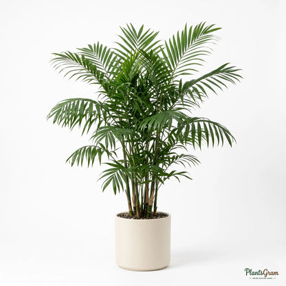 Bamboo Palm (Chamaedorea seifrizii)