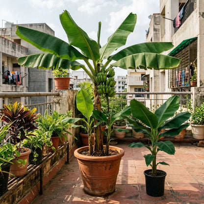 Banana Amruthapani - Fruit Plant