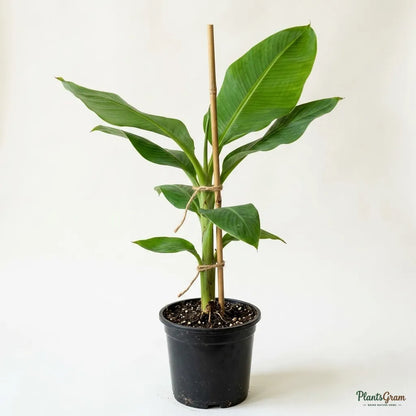 Banana Amruthapani - Fruit Plant
