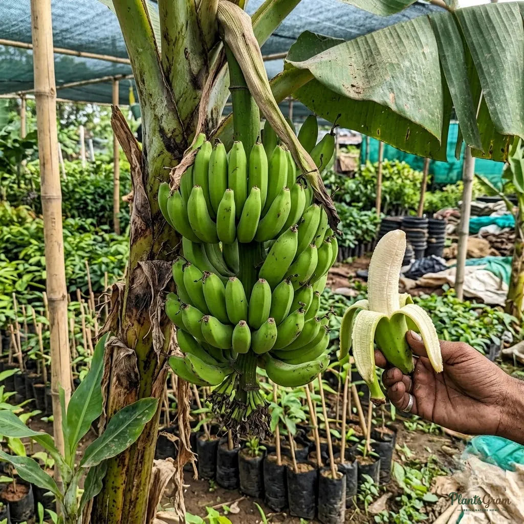 Banana Amruthapani - Fruit Plant