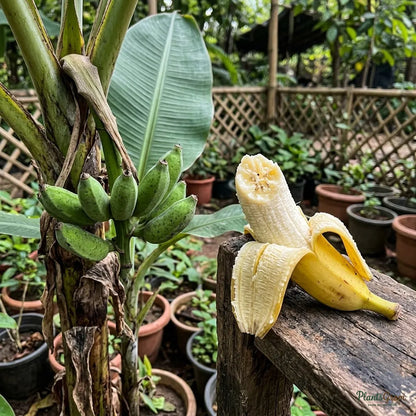 Banana Amruthapani - Fruit Plant