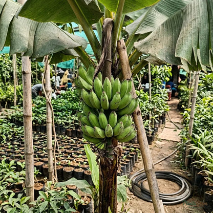 Banana Amruthapani - Fruit Plant