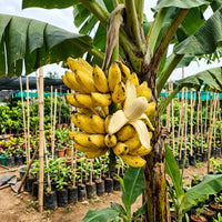 Banana (Chakkarakeli)