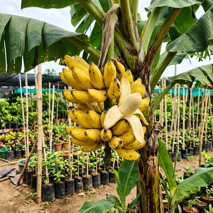 Banana (Chakkarakeli)