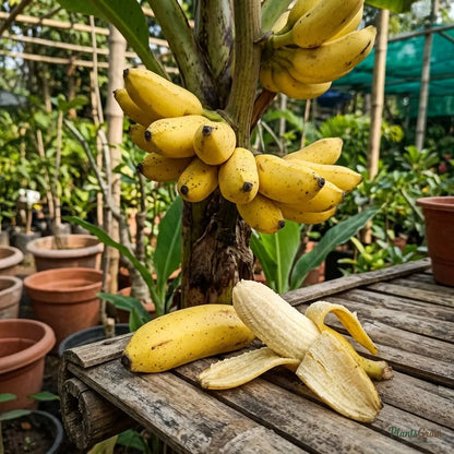 Banana (Chakkarakeli)
