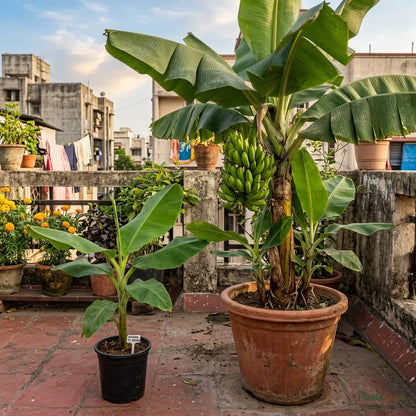 Banana (Tissue Culture) - TC Green