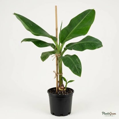 Banana (Tissue Culture) - TC Green