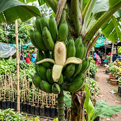 Banana (Tissue Culture) - TC Green