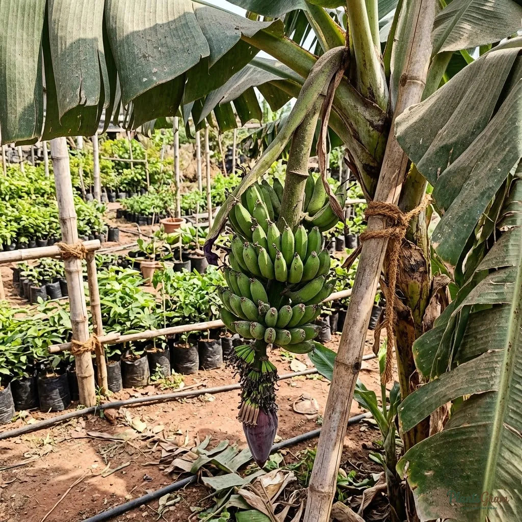 Banana (Tissue Culture) - TC Green