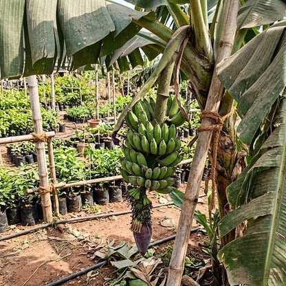 Banana (Tissue Culture) - TC Green