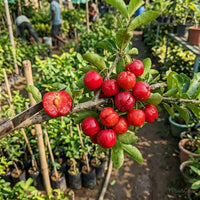 Barbados Cherry (Acerola Cherry)