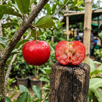 Barbados Cherry (Acerola Cherry)