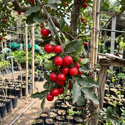 Barbados Cherry (Acerola Cherry)