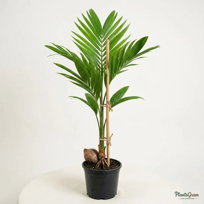 Betel Nut Palm (Areca Nut Palm)
